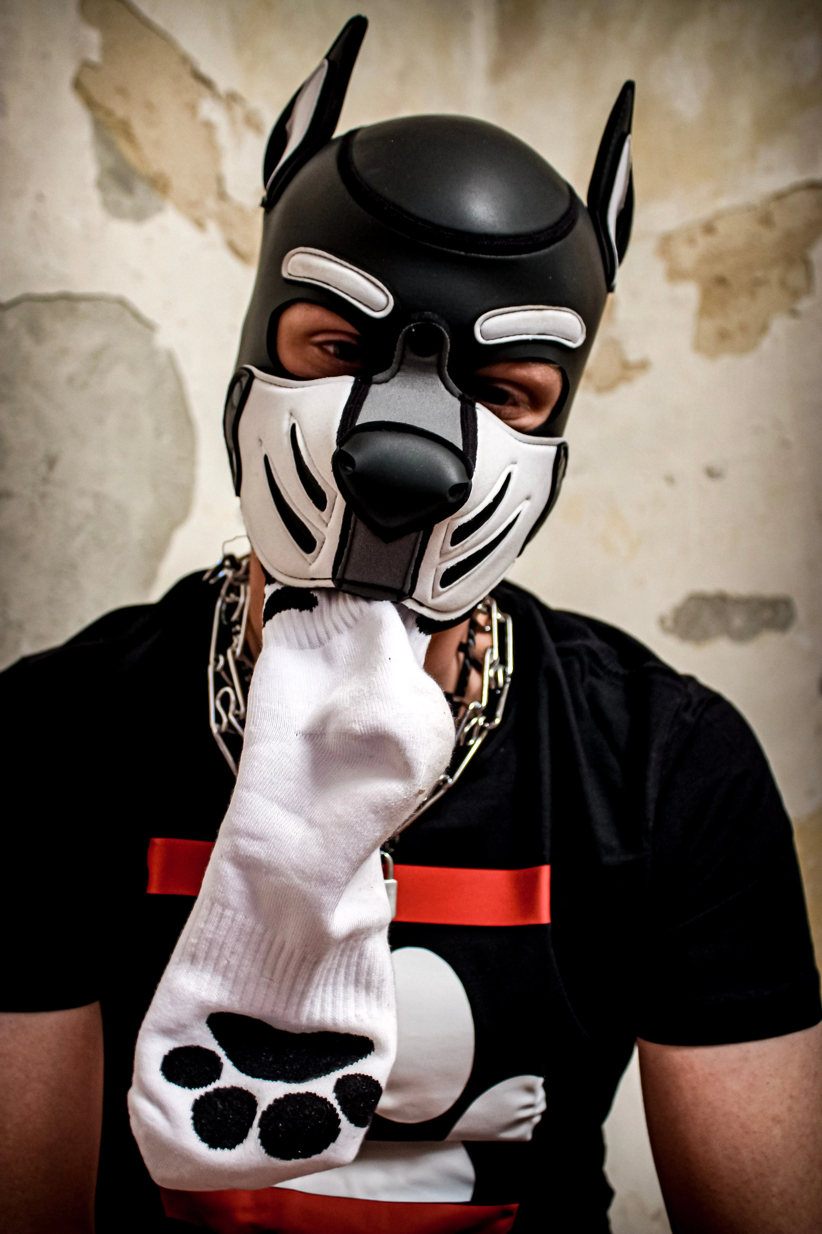 Sk8erboy® Puppy Socks. - Image 57
